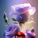 두여인 Daum카페