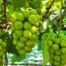 은총농장 이미지