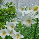 비몽사몽 이미지