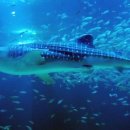 상어네 간식 이미지