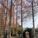 나주자원 | 전라도 광주 근교 드라이브 가볼만한곳 나주 산림자원 연구소 메콰세타이어길 단풍 산책, 주차 무료