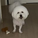 와와리 애견미용 | (내돈내산) 배곧 와와리 애견미용 추천💚