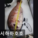 스시 하하호호