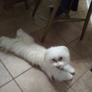 kiss My Dog Daum카페