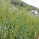 둥굴레펜션 이미지