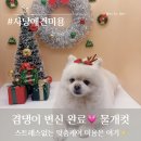 남현댕 애견미용 | 사당 남현댕 애견미용에서 물개컷 변신 성공🐶✨