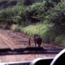 하쿠나마타타 이미지