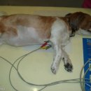 가야동물병원 이미지