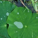 번암리 조천연꽃공원1 이미지