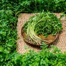 싱그러운청도로(봄) 이미지