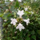 댕강댕강 이미지