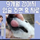 미소로 동물병원 이미지