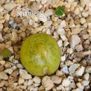 헤르마 이미지