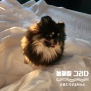 강원도 동해 가성비 오션뷰 펜션 &#39;동해를 그리다&#39; 일출맛집 [애견동반숙소]