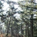 솔향기힐링펜션 이미지