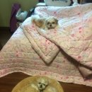가락동물병원