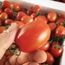 유기농 대추 방울 토마토 50% 맛보기 이벤트 이미지