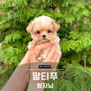 홀리퍼피