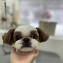 몽글댕글 이미지