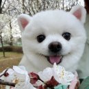 누가꽃이개 이미지