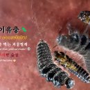 🐛 수시렁이유충 Dermestes coarctatus 💀 피부와 가죽을 먹는 괴물벌레! 🧥 유충의 무시무시한 습성 이미지