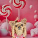 김포24시 힐 동물의료센터 이미지