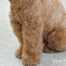 상아펫케어 이미지