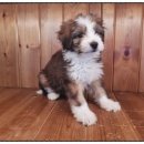 셰퍼트 분양 | 잠실두들분양 든든해요, 전문브랜드를 찾았거든요