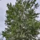 사지막길 이미지