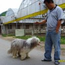 강림목장 이미지