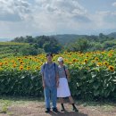 강주마을회관 | 함안 여행 - 함안 강주 해바라기 축제 미리 다녀왔습니다! (23.07.01방문)