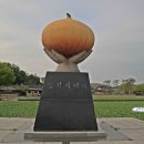 양파시배지 Daum카페