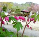 철쭉민박 이미지