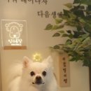 빙그루밍 이미지