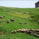 종일목장 이미지