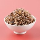 백송 이미지