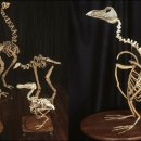 잉꼬치킨 이미지