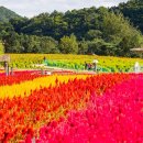 고석정광장 국민일보