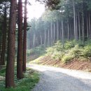 편백나무숲민박 이미지