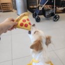 꽃님이이불 Daum카페