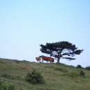 삼일목장 이미지