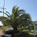 협재블리스 이미지