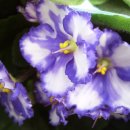 세인트폴리아 이미지