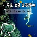 도밍고레스토랑 | [보홀]물친자의 나 홀로 보홀 2주살이 14일차 1편 나팔링 셀프로 거북이보기 도밍고카페
