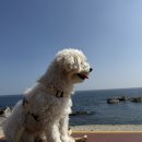 🇰🇷강릉 애견동반 펜션 찾는다면? 고즈넉한펜션 솔직 후기🐶🌊