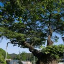 가호동14 이미지