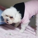 클릭 덴탈 | 뽀야가 좋아하는 강아지껌 뉴트리오 뉴티클래식 구강케어 강아지 덴탈껌