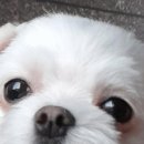 애견종합병원 이미지