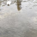 강아지 대박이의 물놀이 이미지