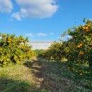 신진농장 | 🍊 제주 감귤/귤농장 체험 추천 장소